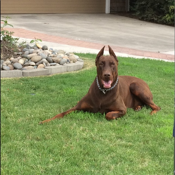 Meet your Posher, Serena - Picture 5 of 9